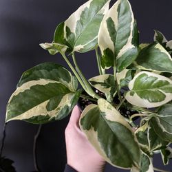 ✨N'Joy | Pothos✨