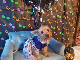 Halloween costume dressers