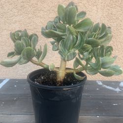 Variegated Jade