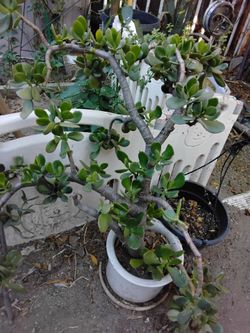 Jade plant