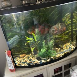 aquarium Fish Tank 36 Gallons