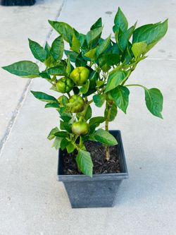 Pepper 🫑 plants 🪴