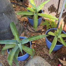 Agave And Succulents 