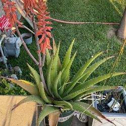 Aloe era