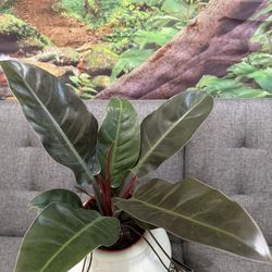 ♥️SUPER GORGEOUS Red  Philodendron♥️ PLS Read Description 