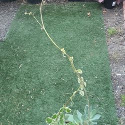 Popuri Of Succulents 