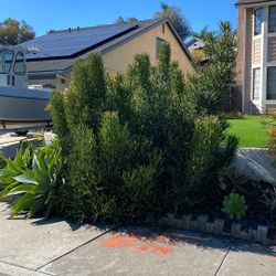 Free Green Pencil Cactus Cutting