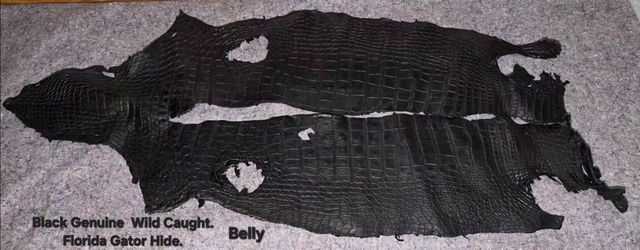 Wild Caught Florida Gator Hides.