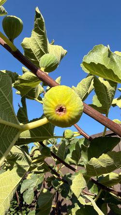 Fig Trees for Sale – Various Sizes Available! 🌱($30~)