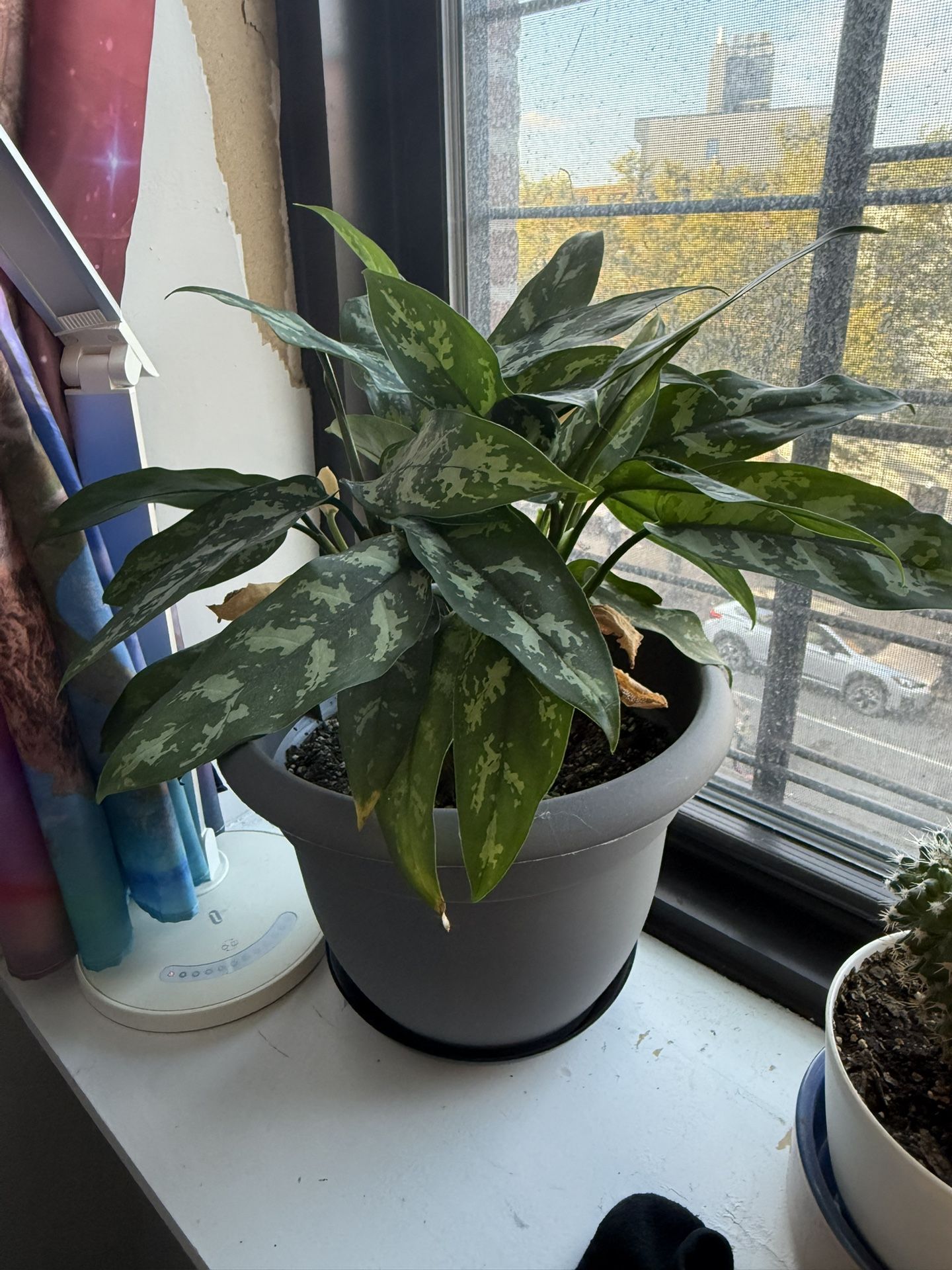 House Plant