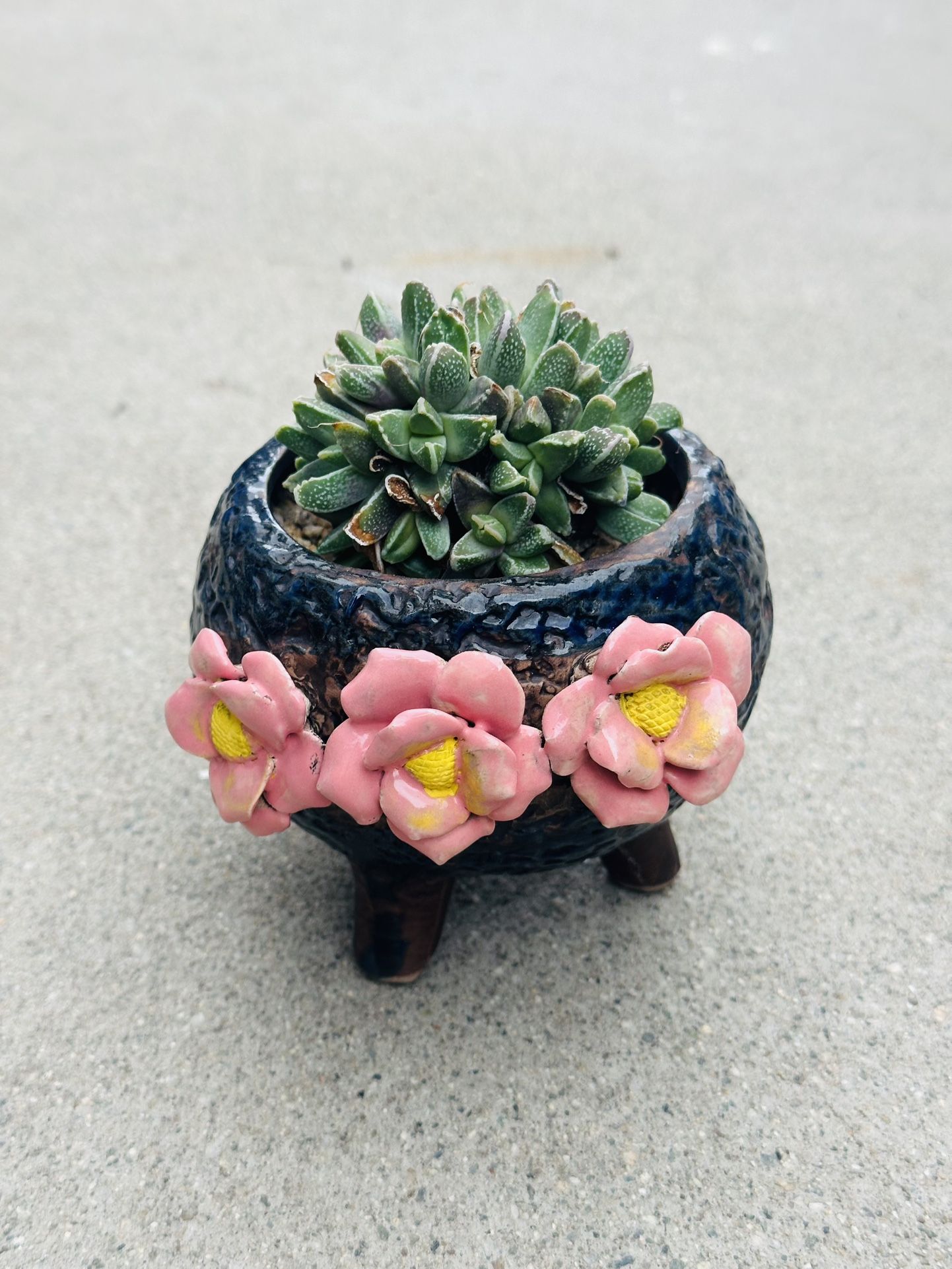 Succulents plants 🪴