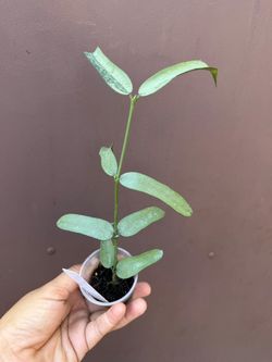 2” hoya pandurata silver with peduncles