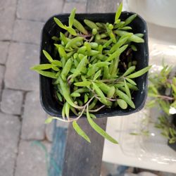Ruby Necklace (Othonna Capensis Succulent)