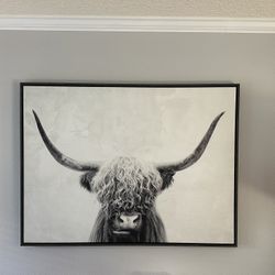 Highland Cow Canvas