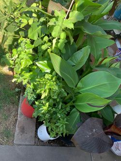 Part six of many plants for purchase