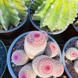 Rainbow Cactus Cluster Imported