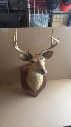 Taxidermy Deer Head Buck Mount  Hooves
