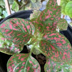 Beautiful Indoor Plants — Breathe Life Into Your Space! In-Person Delivery & Styling Available Turn Your Home Into a Living Work of Art From cascadin