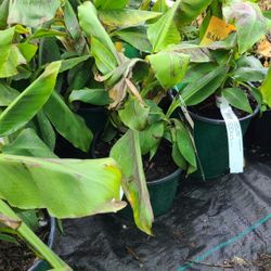  Trees BananaGrafted 2gallon Dwarf Cavendish 