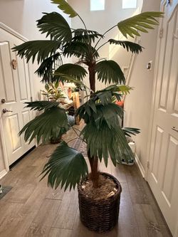 Plant with basket