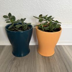 Jade succulents  
