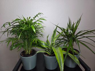 Indoor Plants, Set of 4