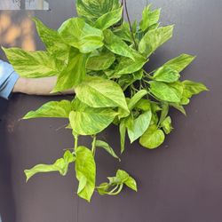 6” Neon Queen Pothos 