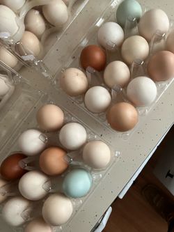 Farm Fresh Eggs 🥚