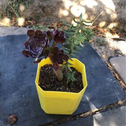 Succulent 