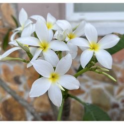 WHITE PLUMERIA IN PLASTIC POT FOR SALE