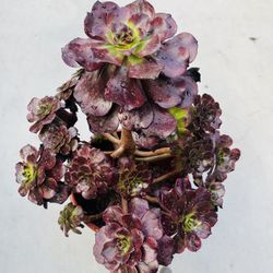 Black Aeonium Voodoo Imported