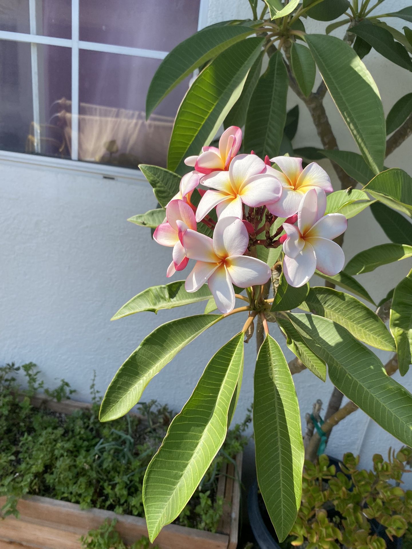 Plomería, planta grande en maceta Grande
