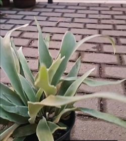 Platycerium veitchii