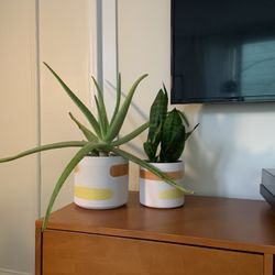 Two Plants And Two Pots 