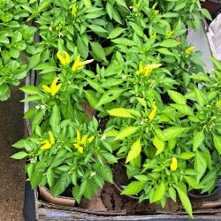 Medusa Hot Pepper Plants $3 Each Plant Or 2 Plants In Pot $5