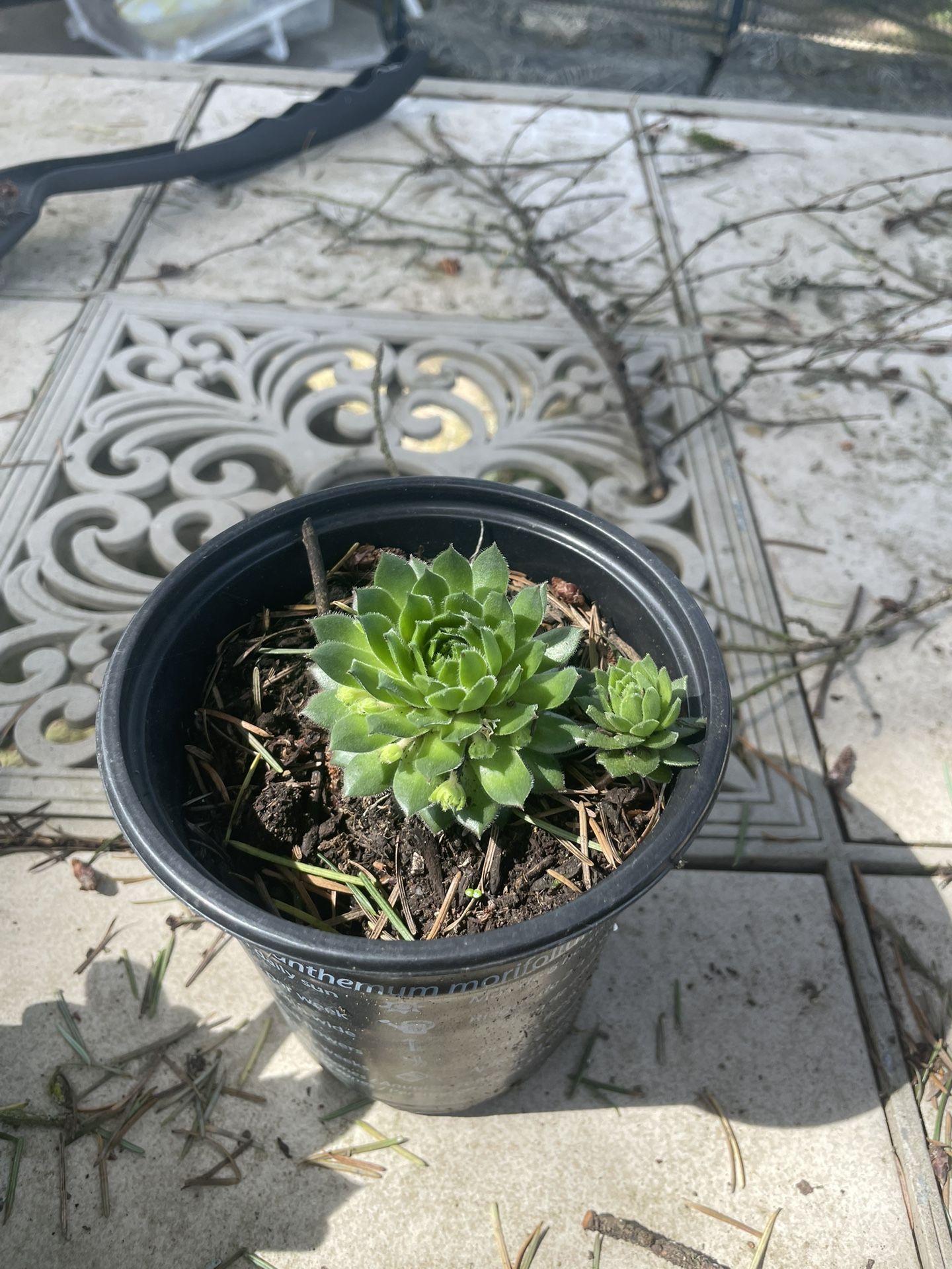 Succulents