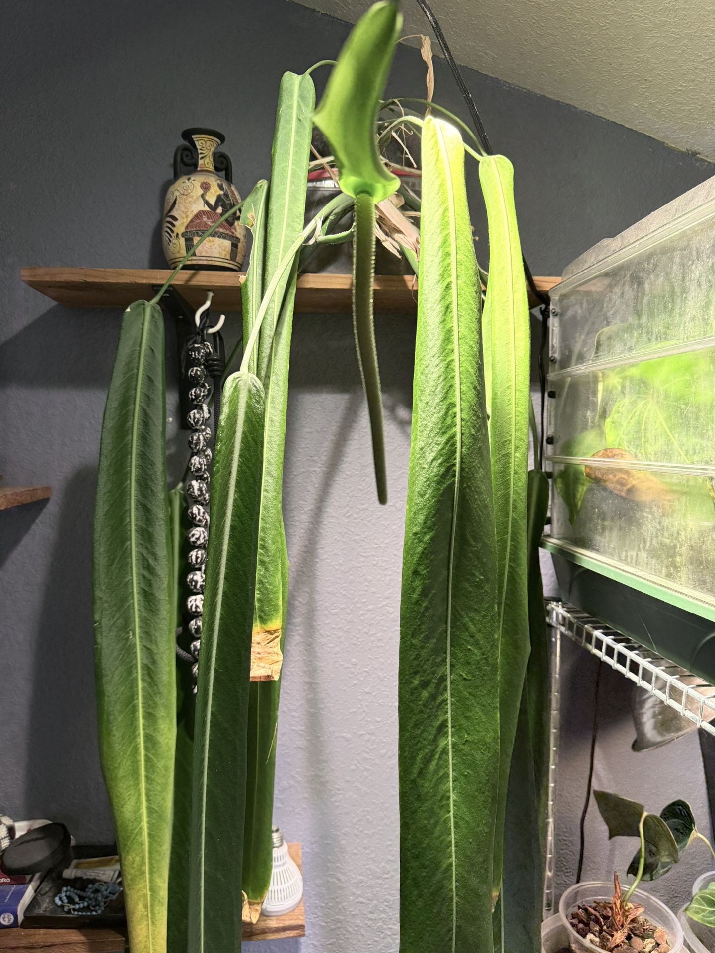 Anthurium Pallidiflorum