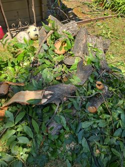 Free firewood