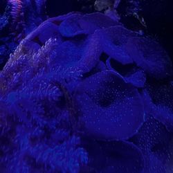 Fake Mushroom 🍄 Decoration 