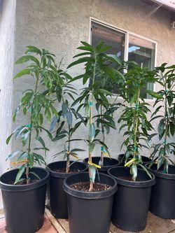 Collection mango trees