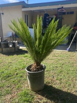 Garden Plants