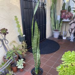 Sansevieria zeylanica, Snake plant or mother-in-law's tongue