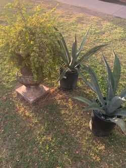 Entire Garden Patio Plants