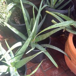 Aloe Vera Plant