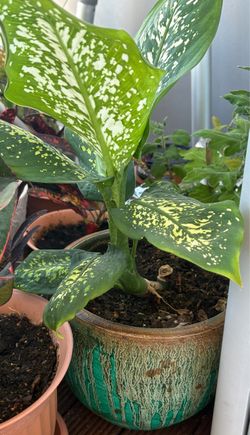 Home plant