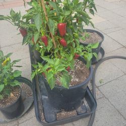 Fresno Chilli Peppers Diff. Sizes Full Grown To Small Bush To 12 Inch Cutling