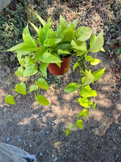 Neon Pothos Plant 8" Pot