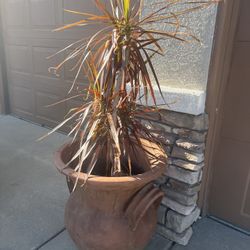 Large Clay Pot With Plant 