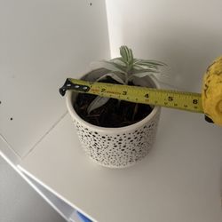 Houseplant Peperomia Caperta “Silver Ripple” - Aka Trandescantia Hybrid