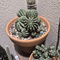 Cactus